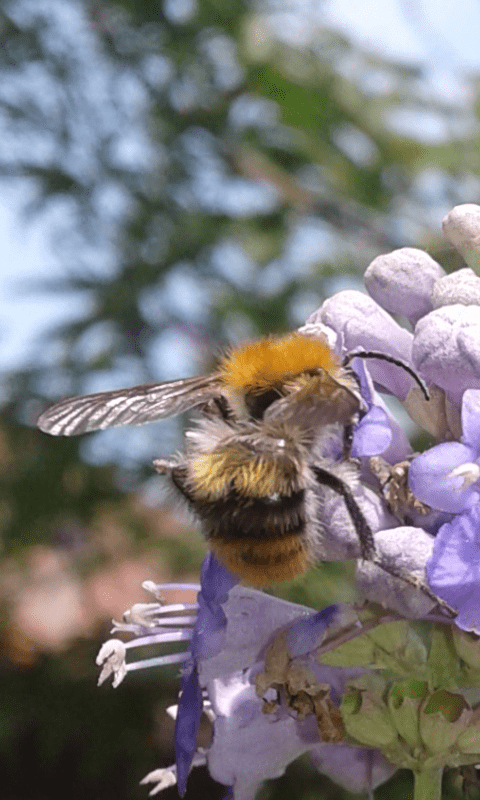 Bombus pascuorum (Apidae)?